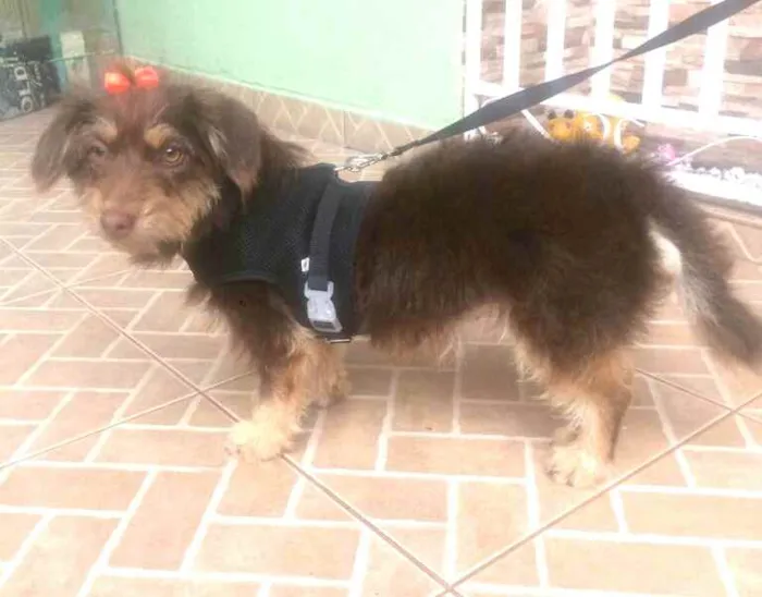 Cachorro raça  idade 2 anos nome Mel 