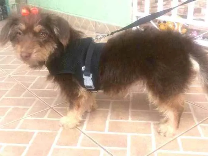 Cachorro raça  idade 2 anos nome Mel 