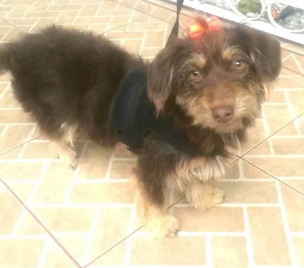 Cachorro raça  idade 2 anos nome Mel 