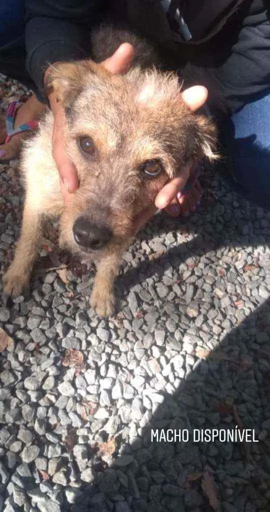 Cachorro raça Não sei idade 5 anos nome Pitoco