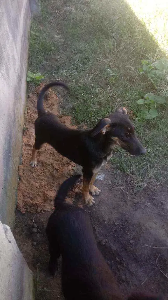 Cachorro ra a Indefinida idade 7 a 11 meses nome Ralf