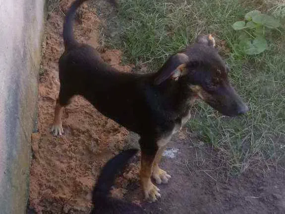 Cachorro ra a Indefinida idade 7 a 11 meses nome Ralf