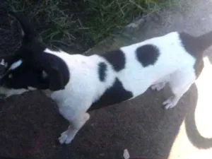 Cachorro raça Foz paulistinha idade 4 anos nome Lessy