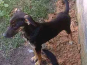 Cachorro raça Indefinida idade 7 a 11 meses nome Ralf