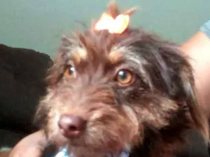 Cachorro raça  idade 2 anos nome Mel 