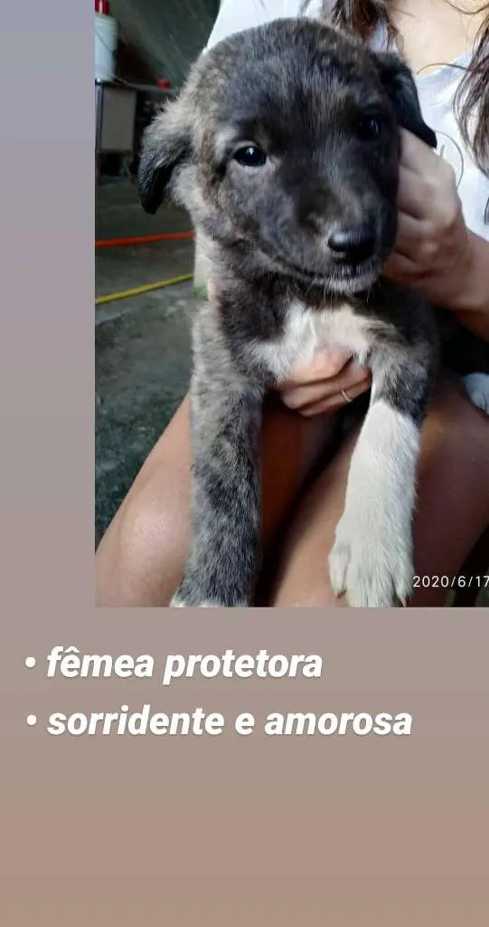 Cachorro ra a vira lata idade 2 a 6 meses nome Botinha