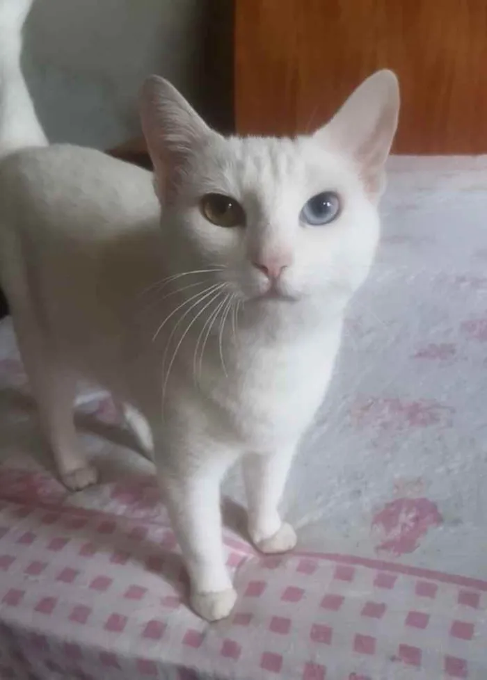 Gato ra a Srd idade 7 a 11 meses nome Linda bebê 