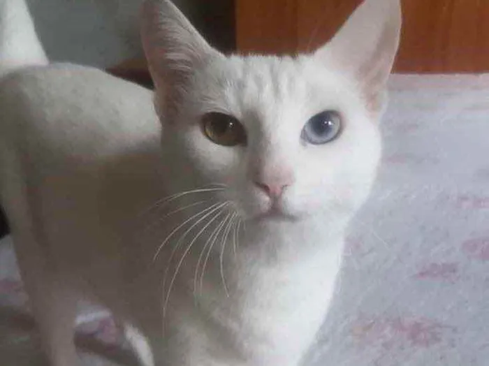 Gato ra a Srd idade 7 a 11 meses nome Linda bebê 