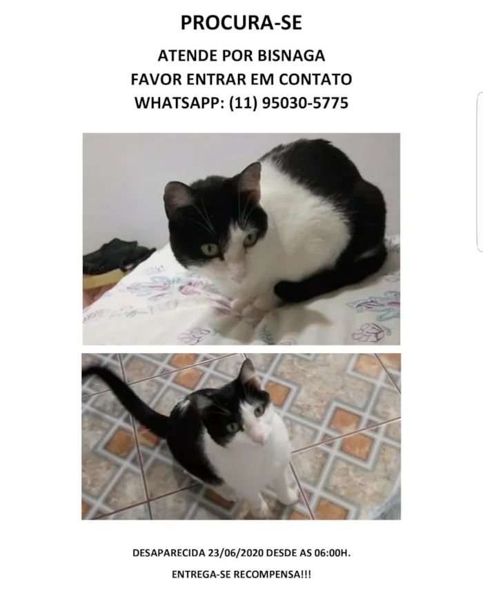 Gato ra a  idade 6 ou mais anos nome Bisnaga