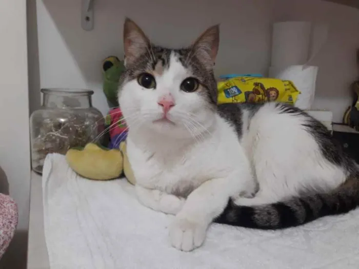 Gato ra a Srd idade 2 a 6 meses nome Lindo bebê 