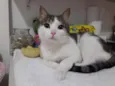 Lindo bebê