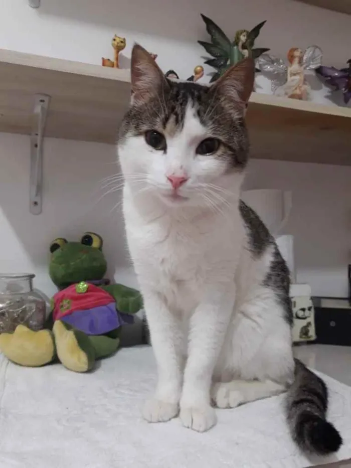 Gato ra a Srd idade 2 a 6 meses nome Lindo bebê 