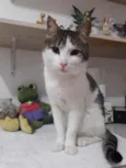Lindo bebê