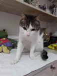 Lindo bebê