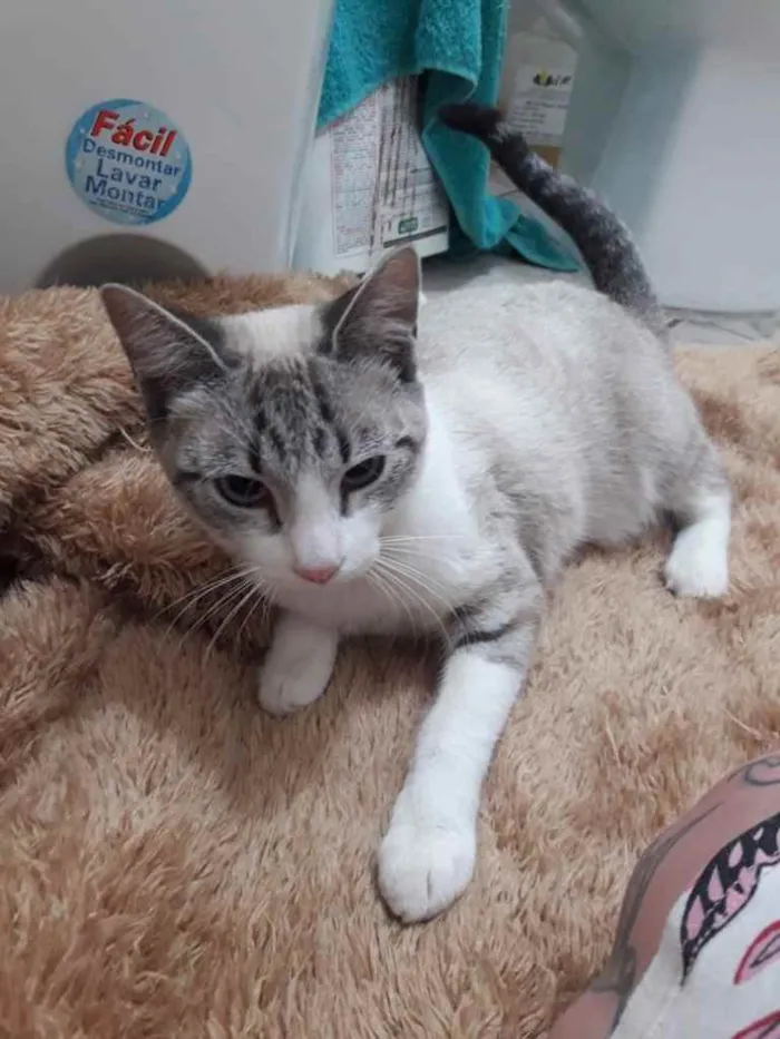 Gato ra a Srd idade 2 a 6 meses nome Linda bebê 