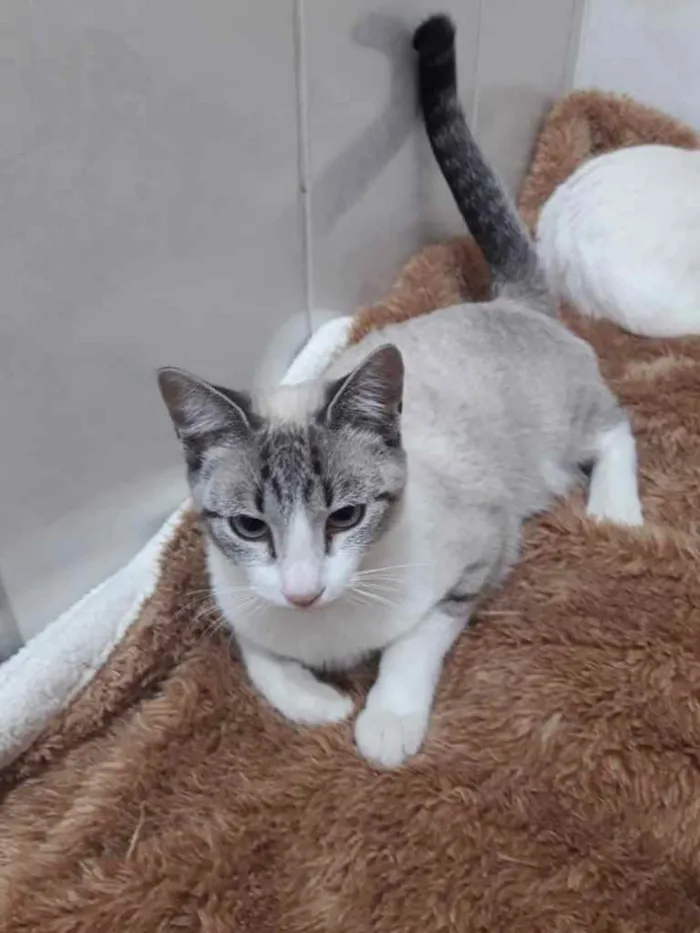 Gato ra a Srd idade 2 a 6 meses nome Linda bebê 