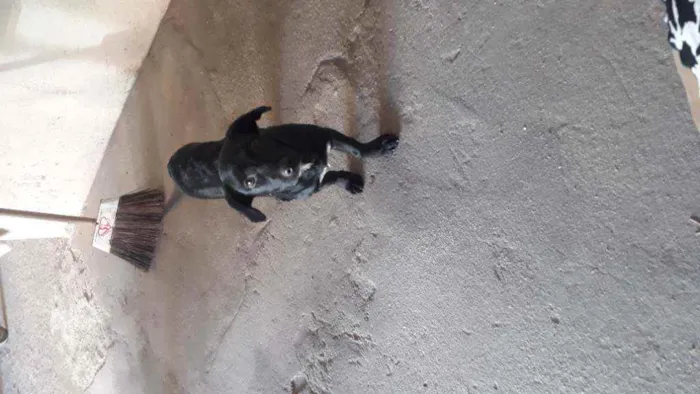 Cachorro raça Indefinida  idade 2 a 6 meses nome Bela