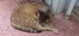 Ruivo lindo gatinho