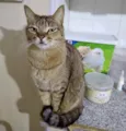Ruivo lindo gatinho