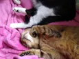 Ruivo lindo gatinho