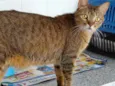 Ruivo lindo gatinho