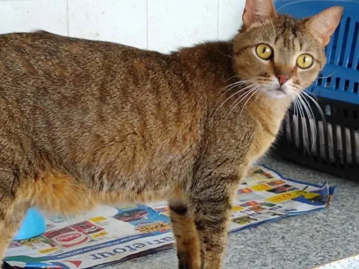 Gato ra a Srd idade 2 anos nome Ruivo lindo gatinho