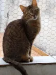 Ruivo lindo gatinho
