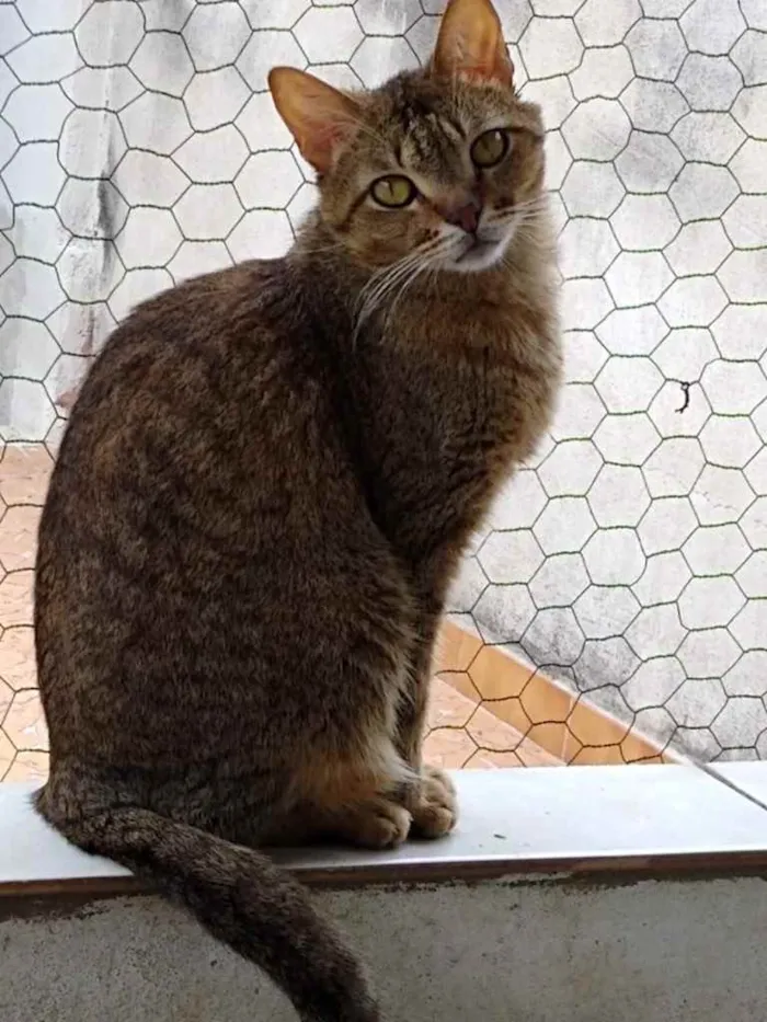 Gato ra a Srd idade 2 anos nome Ruivo lindo gatinho