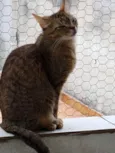 Ruivo lindo gatinho