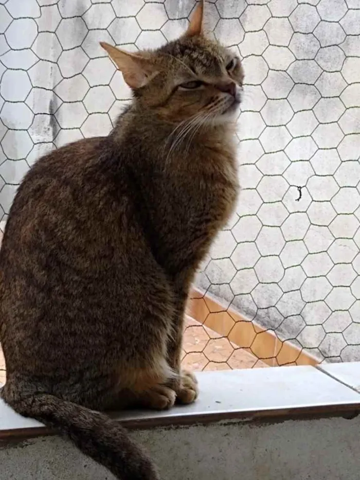 Gato ra a Srd idade 2 anos nome Ruivo lindo gatinho