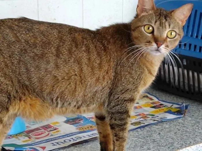 Gato ra a Srd idade 2 anos nome Ruivo lindo gatinho