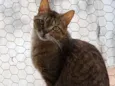 Ruivo lindo gatinho