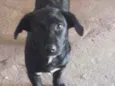 Bela
