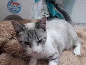 Gato raça Srd idade 2 a 6 meses nome Linda bebê 
