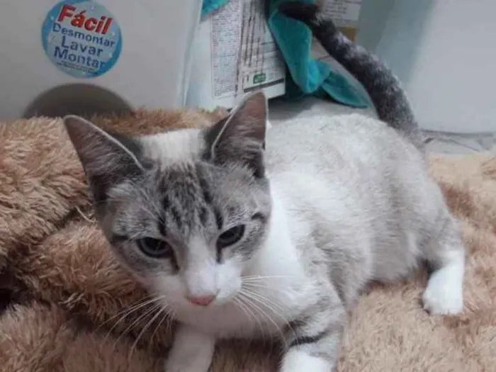 Gato ra a Srd idade 2 a 6 meses nome Linda bebê 