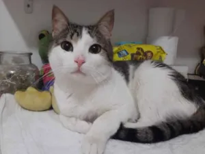 Gato raça Srd idade 2 a 6 meses nome Lindo bebê 
