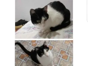 Gato raça  idade 6 ou mais anos nome Bisnaga