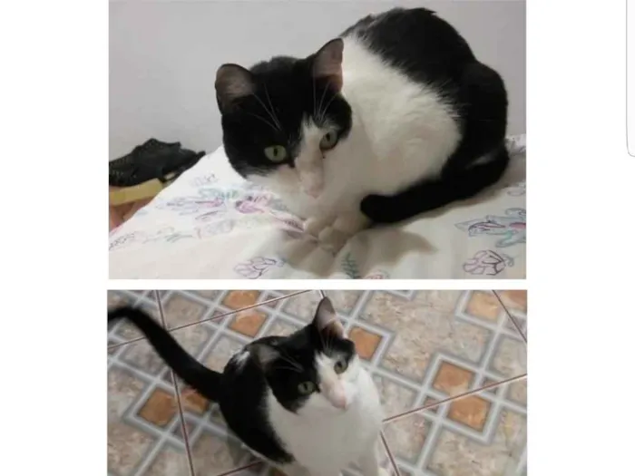 Gato ra a  idade 6 ou mais anos nome Bisnaga