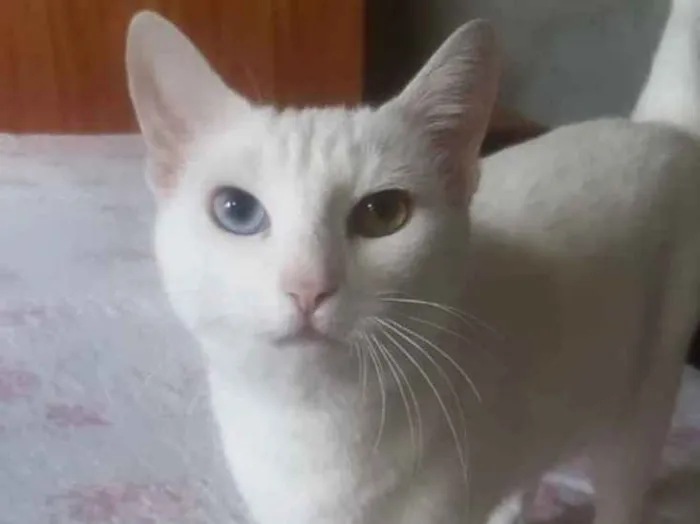Gato ra a Srd idade 7 a 11 meses nome Linda bebê 