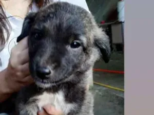 Cachorro raça vira lata idade 2 a 6 meses nome Botinha