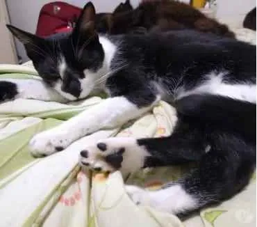 Gato ra a Srd idade 1 ano nome Linguiça linda gatin