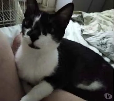 Gato ra a Srd idade 1 ano nome Linguiça linda gatin