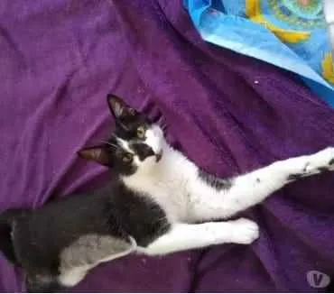 Gato ra a Srd idade 1 ano nome Linguiça linda gatin