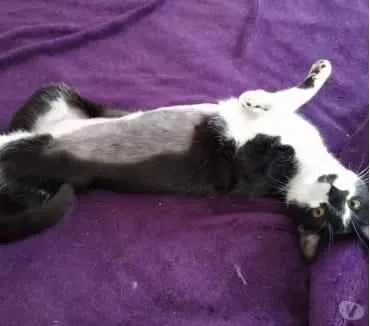 Gato ra a Srd idade 1 ano nome Linguiça linda gatin