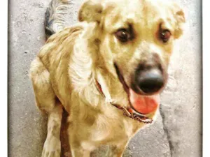 Cachorro raça Labrador  idade 3 anos nome Marlley