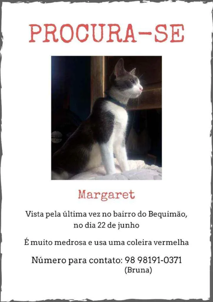 Gato ra a Indefinida idade 2 anos nome Margaret