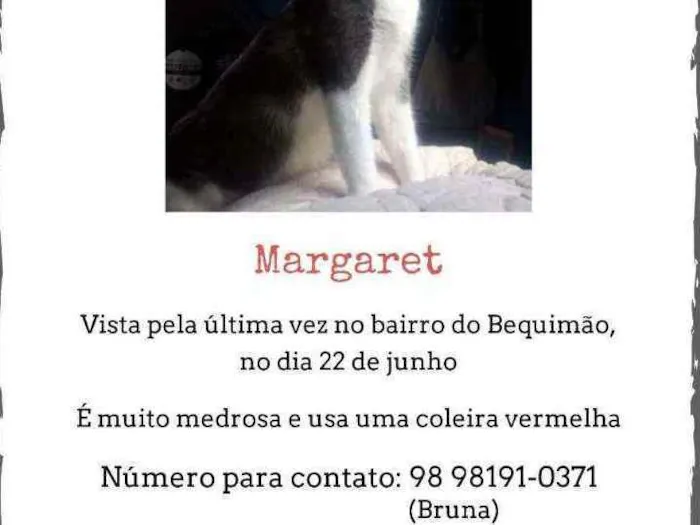 Gato ra a Indefinida idade 2 anos nome Margaret