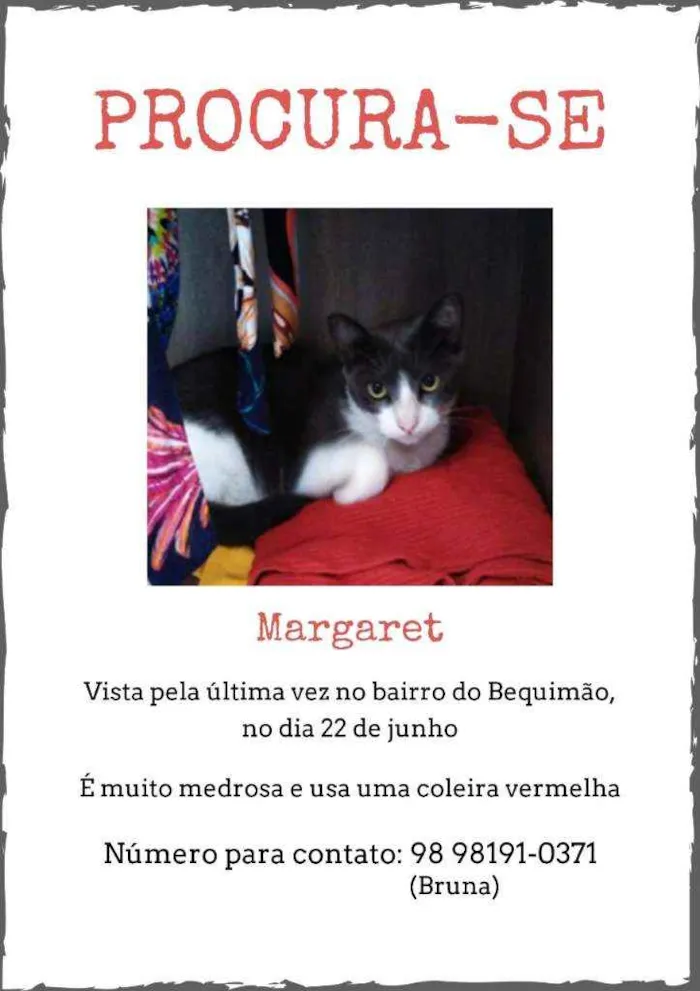 Gato ra a Indefinida idade 2 anos nome Margaret