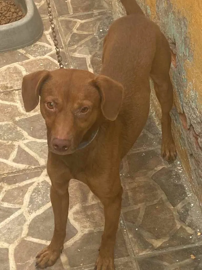 Cachorro ra a Vira lata  idade 6 ou mais anos nome Marrom