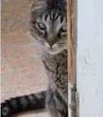 Raja uma gracinha